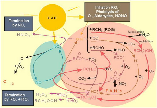   Fig 11. Overview of photochemistry in the polluted planetary boundary layer (from Staehelin et al., 2000)  